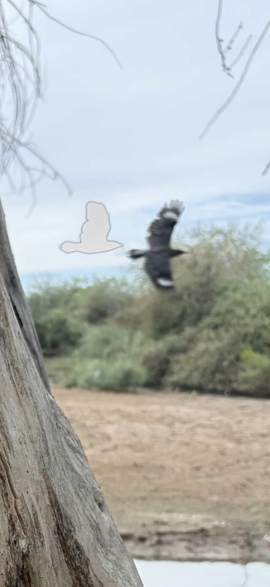 kakapoluv's tweet photo. any idea why TF iphone made a ghost bird in my fungus photo https://t.co/hEyLgNT4t1