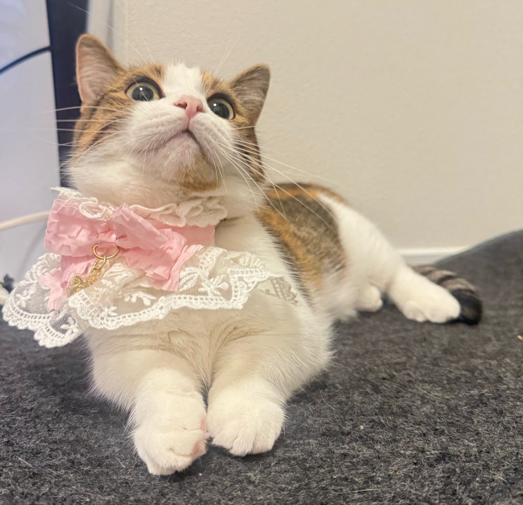 _qxom's tweet photo. 【迷子猫を探しています。拡散・情報提供お願いします】

9月9日朝6時頃、目白駅付近で猫のブースカが行方不明になりました。

🐈 ブースカ／女の子／2歳
・マンチカン
・キジ三毛の綺麗なハチワレ
・黄色い目
・小柄で少しふっくら
・かなり短足
・ピンクの肉球、左足に黒いほくろ
・腹、顎茶色い模様 https://t.co/DIbKjTSPJM