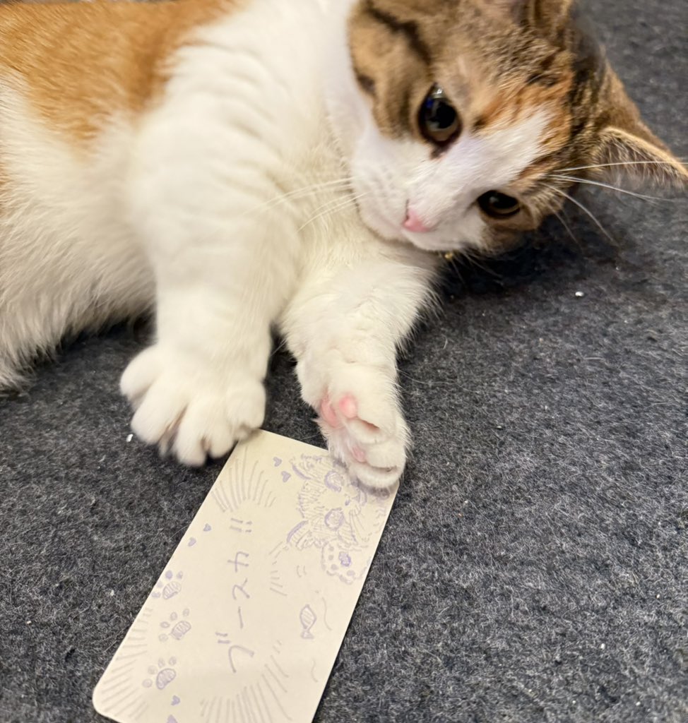 _qxom's tweet photo. 【迷子猫を探しています。拡散・情報提供お願いします】

9月9日朝6時頃、目白駅付近で猫のブースカが行方不明になりました。

🐈 ブースカ／女の子／2歳
・マンチカン
・キジ三毛の綺麗なハチワレ
・黄色い目
・小柄で少しふっくら
・かなり短足
・ピンクの肉球、左足に黒いほくろ
・腹、顎茶色い模様 https://t.co/DIbKjTSPJM