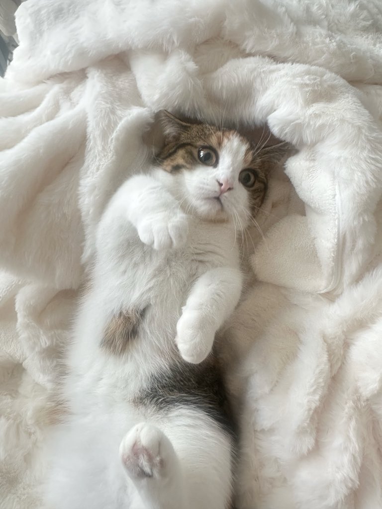 _qxom's tweet photo. 【迷子猫を探しています。拡散・情報提供お願いします】

9月9日朝6時頃、目白駅付近で猫のブースカが行方不明になりました。

🐈 ブースカ／女の子／2歳
・マンチカン
・キジ三毛の綺麗なハチワレ
・黄色い目
・小柄で少しふっくら
・かなり短足
・ピンクの肉球、左足に黒いほくろ
・腹、顎茶色い模様 https://t.co/DIbKjTSPJM