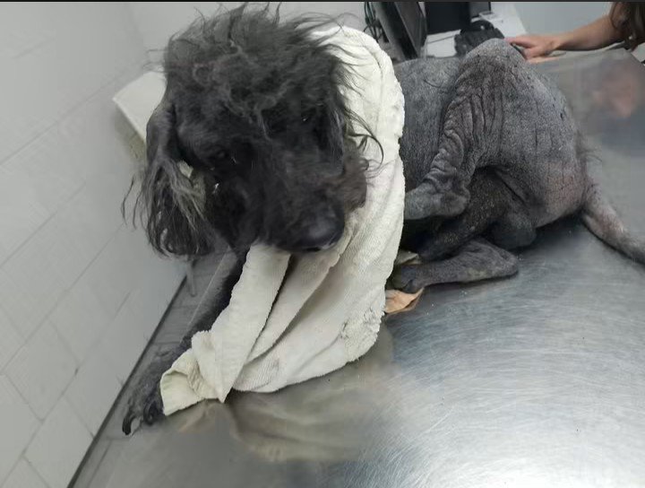 patitas_budgeok's tweet photo. 💔 CASI NADIE LO AYUDA 💔

Sigue luchando contra la sarna y no logra curarse. Necesita continuar con su tratamiento y los gastos siguen. 😢🐾

🙏 Necesitamos ayuda para poder seguir.

💙 MP: PATITASBUDGE
🏦 Nación: PATITASBUDGEOK
Titular: Magdalena Cáceres https://t.co/47eDwYkNAf