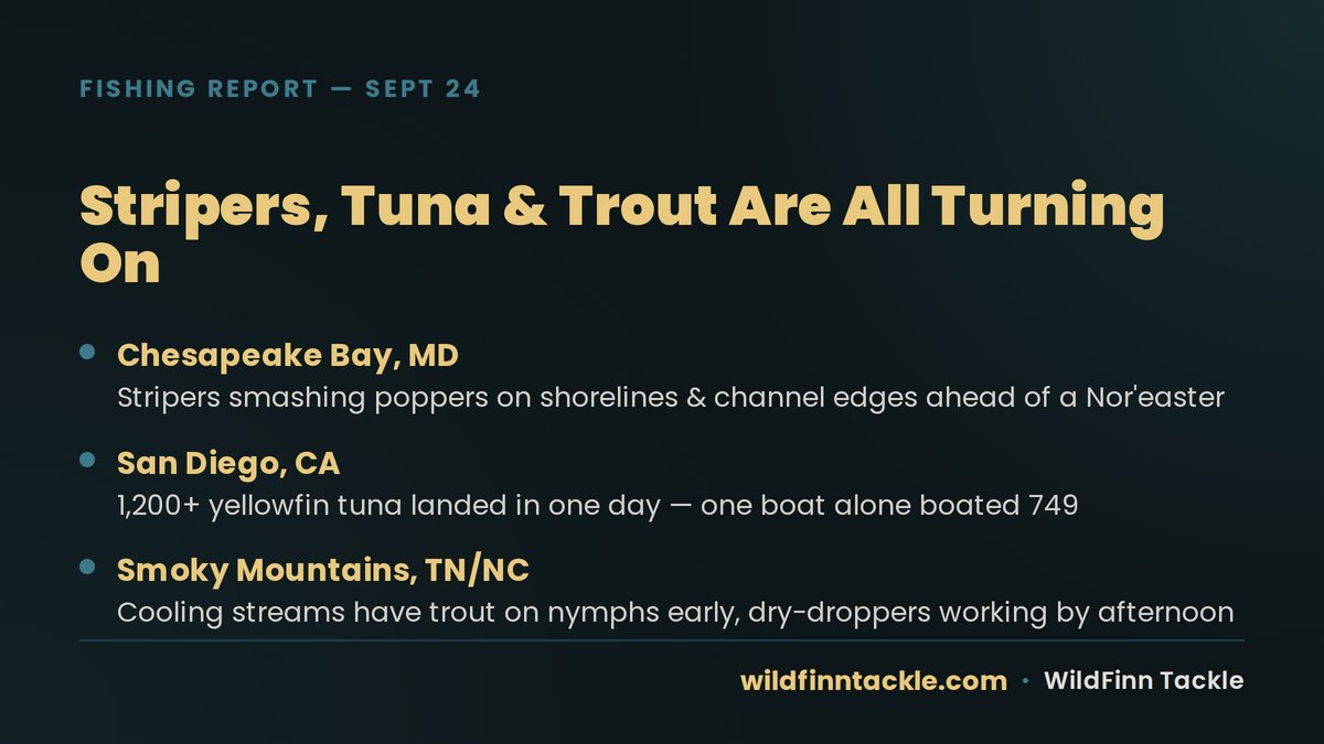 WildFinnTackle's tweet photo. Fall's flipping a switch out there. Chesapeake stripers are smashing poppers ahead of a Nor'easter, San Diego boats stacked 1,200+ yellowfin in a day, and Smoky Mountain trout are keyed on nymphs as the streams cool. Get after it. #FishingReport https://t.co/BhZkZHyq24