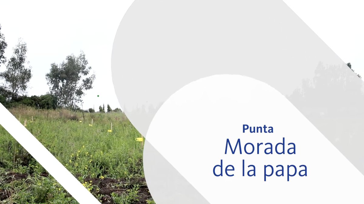 SomosAGROSAVIA's tweet photo. 🥔🔎 Una detección oportuna puede marcar la diferencia en el cultivo de papa. Aprende a reconocer los síntomas de la Punta Morada de la Papa y a identificar a su vector, Bactericera cockerelli Sulc (Hemiptera: Triozidae), además de conocer su ciclo de vida. 🌱🐞
🎥 Mira el video y fortalece tus conocimientos para identificar esta enfermedad:
👉 https://t.co/1sFzVMQgdU
💬 ¿Habías identificado antes los síntomas de la Punta Morada en un cultivo de papa? 👇