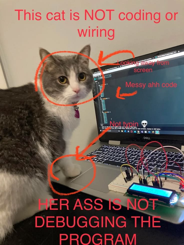 CatPosted's tweet photo. https://t.co/fZN4uD5pw6