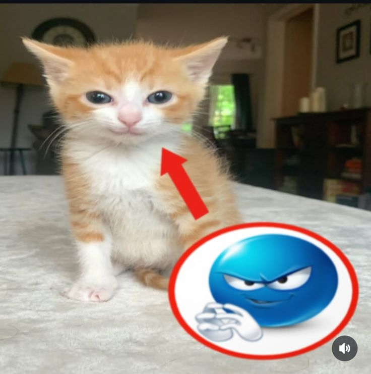 CatPosted's tweet photo. https://t.co/4hqbbKVuwp