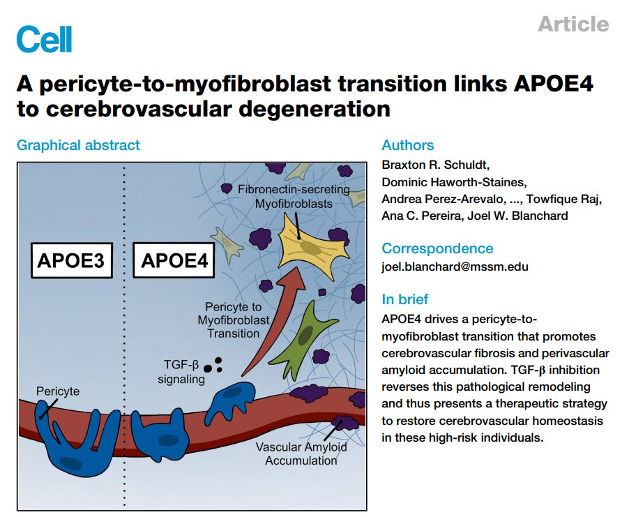 JoelWBlanchard's tweet photo. Blood vessels in the brain deteriorate in Alzheimer’s, especially in APOE4 carriers. But what drives this damage?

Our new study, out now in @CellPressNews , uncovers a mechanism linking APOE4 to vascular fibrosis and amyloid accumulation in the brain. 🧠🧬 https://t.co/MlIHigOjiJ