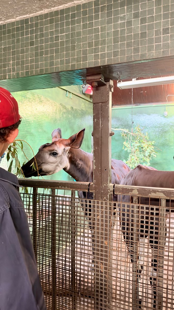 dailyjlocke's tweet photo. joe locke at the london zoo for his 23rd birthday https://t.co/6dOV9WTdAn