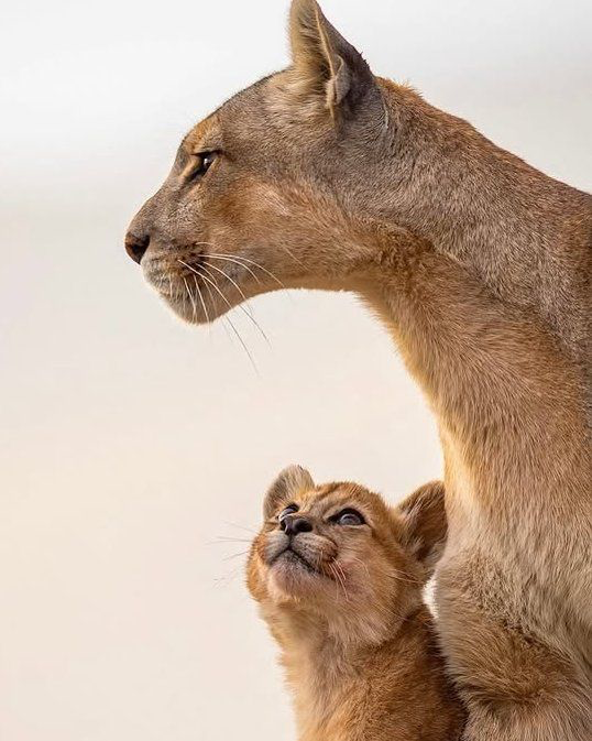 EnsedeCiencia's tweet photo. 🔴 | Un cachorro puma fue fotografiado con una mirada llena de amor hacia su madre. 🐾❤️ El fotógrafo de vida silvestre Rodrigo Ahumada Zeidan captó este entrañable momento en la Patagonia chilena. https://t.co/5yUjzNgvWD