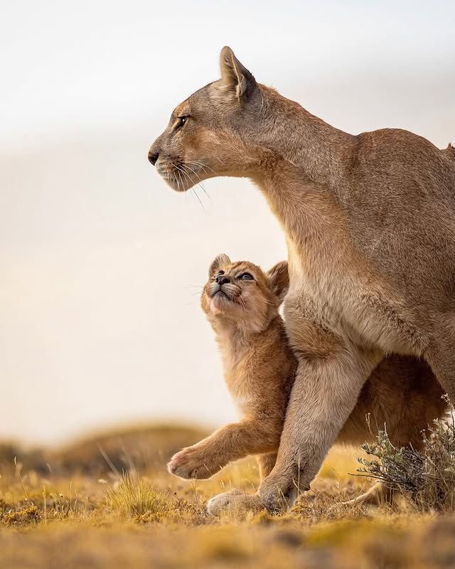EnsedeCiencia's tweet photo. 🔴 | Un cachorro puma fue fotografiado con una mirada llena de amor hacia su madre. 🐾❤️ El fotógrafo de vida silvestre Rodrigo Ahumada Zeidan captó este entrañable momento en la Patagonia chilena. https://t.co/5yUjzNgvWD