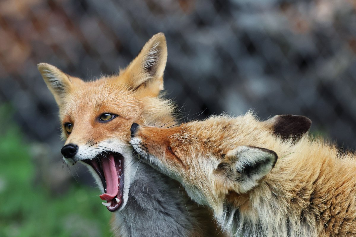 CzariYt's tweet photo. genuinely my favorite genre of fox images https://t.co/4yzenuh33i