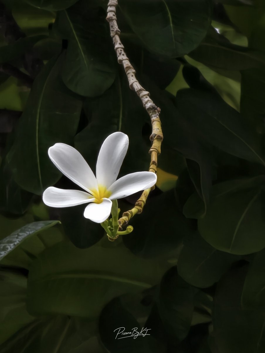 PixoraByKJ's tweet photo. The calmest thing in the Frame. 

#PixoraByKJ 
#ShotOnVivo 
#ShotOnSnapdragon 
#WhiteBloom 
#FlowerPhotography 

@Snapdragon 
@Snapdragon_IN 

@ZEISSLenses 

@Vivo_GLOBAL 
@Vivo_India https://t.co/ZvJJjz1RnA