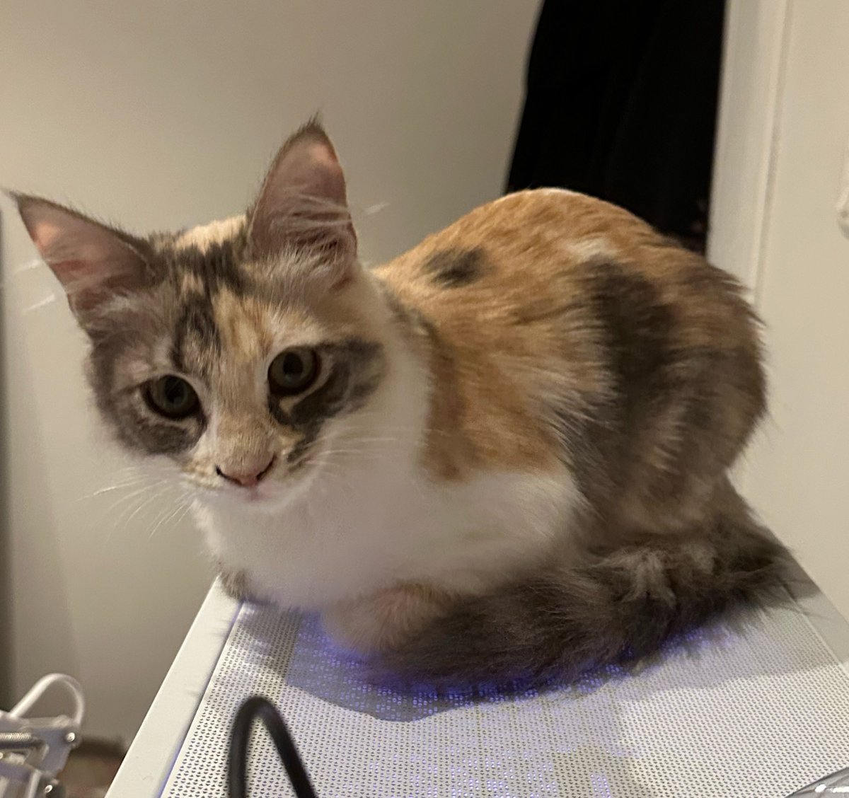 s1lenthills's tweet photo. HER FIRST LOAF!!! https://t.co/GOmSP8wuVe