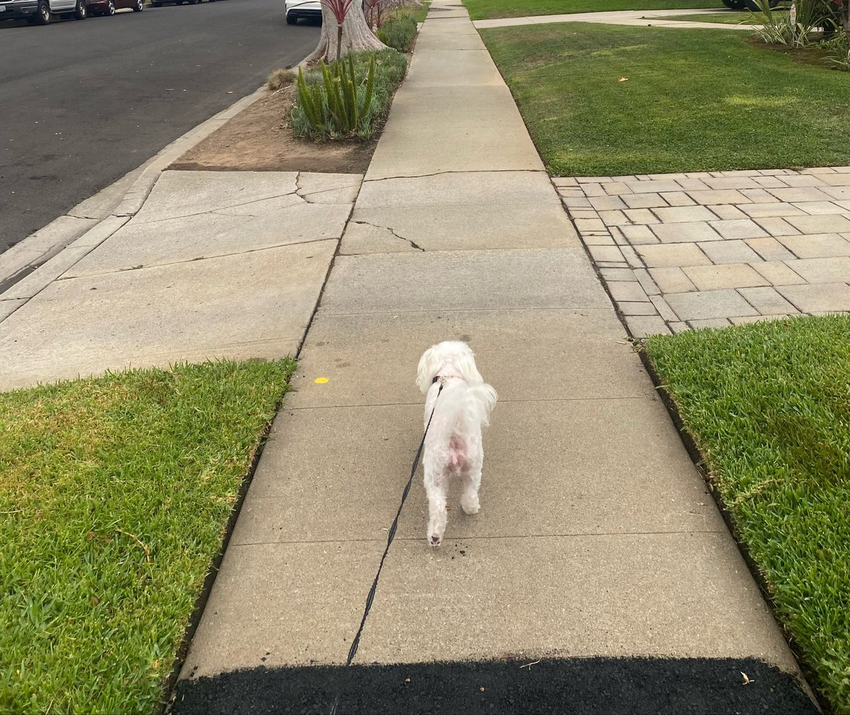 Kendra_Bexly's tweet photo. Now that the weather’s cooled down, I’ve been going on longer walks with my doggo. It’s such a peaceful way to ease into the day, just me, my doggo, and my thoughts. Quiet mornings makes everything feel lighter. 🐾🤍 https://t.co/AQE2DRb7or