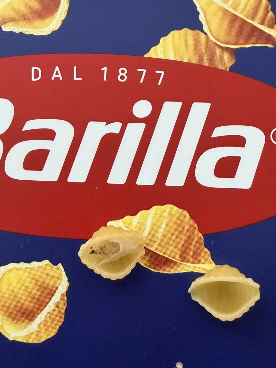 orangegiirl's tweet photo. Yeni tarihli hiç açılmamış barilla makarnanın içinden kelebek ve kurt çıktı, dikkat etmesek fark etmeden pişirecektik. Hijyen ve kalite kontrol sıfır gerçekten, çok şaşkın ve üzgünüm. Halbuki severek tüketiyorduk @BarillaTurkiye https://t.co/Xx7JB8htO2