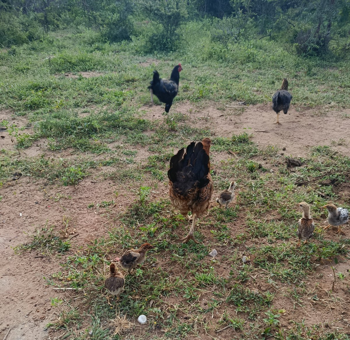 MusembiFarmKe's tweet photo. While heavy rains bring lush green forage for free-range poultry, they also act as a catalyst for flock disaster.

​High humidity, muddy runs, and damp coop floors don't create diseases - they amplify them.

​Here are the 3 major rainy-season threats and how we block them naturally 🧵👇1/6
