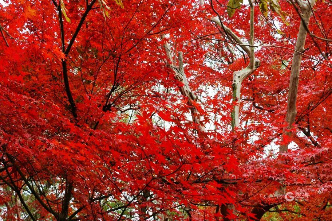 enzojess998676's tweet photo. Our photography club's monthly outing this Sat at West Lake Park! Join us to snap stunning autumn shots, share tips, and make friends. Sign up via our club group—spots are limited! https://t.co/M01fgstKVr