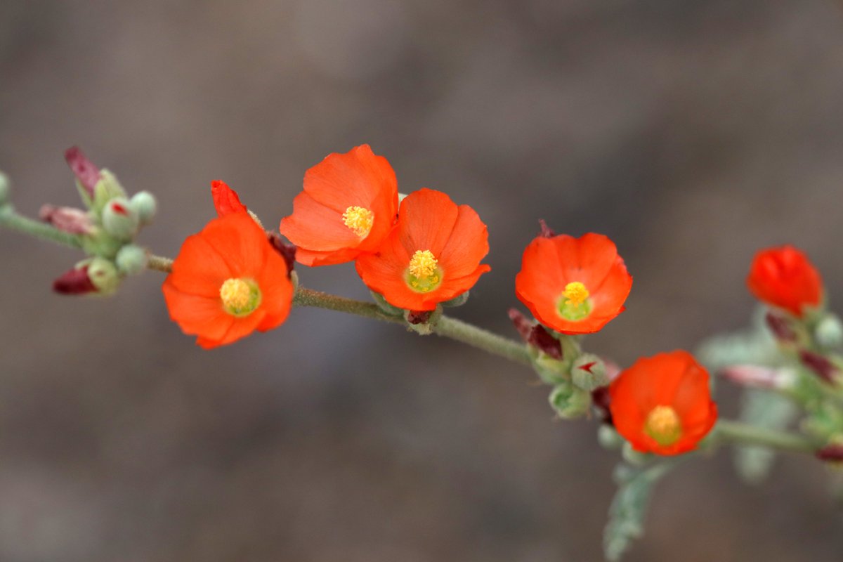 CITYOFMESA's tweet photo. Get a new plant for fall to celebrate Planting for Monarchs Month. Good choices include desert (rush) milkweed, globemallow and blackfoot daisy. Want more plant ideas? Find them in the free Sonoran Desert Pollinator Plant Guide: https://t.co/Bw0WfV6Bqi. https://t.co/iMHnKOo1rZ