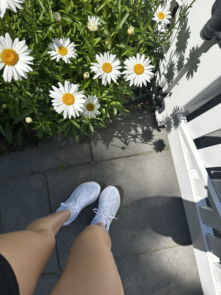 Stephanie13666's tweet photo. Today’s happiness comes from white daisies and white sneakers stepping through the sunlight. Keep life simple when you pass by a blooming flower, stop and take a moment to admire it.❤️ https://t.co/jdVQYBfIsN