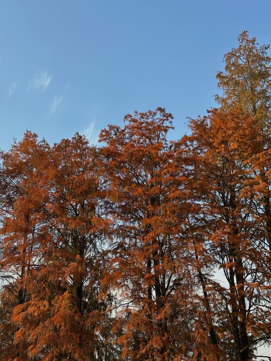 phatparker58740's tweet photo. Spent the afternoon wandering along the quiet riverside, watching boats glide by and soaking up the warm autumn sun. What a perfect little break from the busy workweek!， https://t.co/DBxzQKNNKs