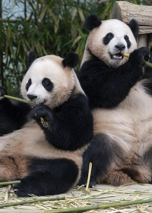 Polymarket's tweet photo. JUST IN: Xi Jinping announces China will send 2 giant pandas to Zoo Atlanta, calling them an “envoy of friendship” during his meeting with Trump. https://t.co/cS34NRJGAg