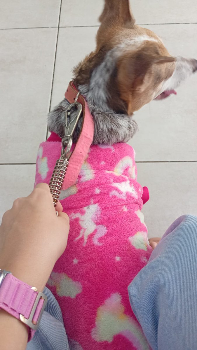 thaiannax's tweet photo. Hoje venho trazer uma atualização muito importante sobre a Cacau e, pela primeira vez em muito tempo, com boas notícias. ❤️ Depois de meses de tratamento sem resultados satisfatórios, decidimos mudar de profissional. Como muitos sabem, eu já havia comentado sobre o Dr. Márcio, mas a dificuldade de locomoção acabou adiando essa mudança. Ainda assim, valeu muito a pena. Em apenas um mês de acompanhamento, a Cacau finalmente recebeu o tratamento correto e temos uma notícia maravilhosa: ela está livre da Babesia e da Ehrlichia! 🙏

Agora entramos em uma nova fase, focada no acompanhamento e monitoramento da sua saúde. A Cacau continuará fazendo exames periódicos, com acompanhamento dos nódulos na mama e no baço a cada três meses, além de exames de sangue regulares. Ela também seguirá tomando as vitaminas para ajudar na recuperação do fígado, que ainda está bastante debilitado após tantos meses de medicações que enfiaram nela sem necessidade (a primeira veterinária).

Sobre a tomografia, graças a uma pessoa muito especial que apareceu em nossas vidas, conseguimos arrecadar o valor necessário. Somos imensamente gratos por essa ajuda e por cada pessoa que doou, compartilhou e torceu pela Cacau. ❤️ Porém, após a avaliação do Dr. Márcio, foi explicado que antes do exame serão necessários outros procedimentos e que, no caso da Cacau, o exame mais indicado não é a tomografia, mas sim a ressonância magnética, que possui um custo maior. Além disso, ela ainda precisará de exames cardiológicos, acompanhamento neurológico e consulta com a neurologista antes disso e ele disse que ela precisa pôr a vacina em dia (esse ano ainda n tomou nenhuma,por estar debilitada não autorizaram enquanto estava em tratamento,mas agora está liberada). 

Por isso, seguimos precisando da ajuda de quem puder contribuir. Qualquer valor faz diferença e nos ajuda a continuar investigando as causas das crises e oferecendo à Cacau o tratamento que ela merece. Estou pensando em fazer uma rifa de 5 reais em prol das vacinas. 

Muito obrigada a todos que estiveram conosco nessa caminhada. Depois de tanta luta, poder dizer que a Cacau venceu a Babesia e a Ehrlichia enche nosso coração de esperança. 💖🐾