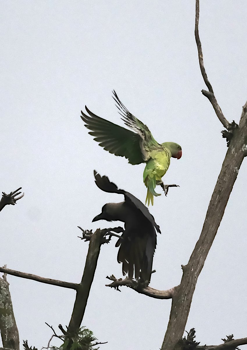 navsri6619's tweet photo. Birds of Indian Embassy (@IndiaInNepal ): Another parrot species that makes Indian Embassy its home is Alexandrine Parrot (कर्रा सुगा). They are larger than Rose Ringed Parakeet and have a distinctive purple patch on their wing shoulder. Here is one being mobbed by a Jungle Crow (कालो काग). The compound of @indiainnepal is host to many hundreds of crows who generally tend to mob other avian species for occupying a perch or at other times to force  predatory birds away
@birdsofnepal @nepaltourismb @MOFENepal @Team_eBird
