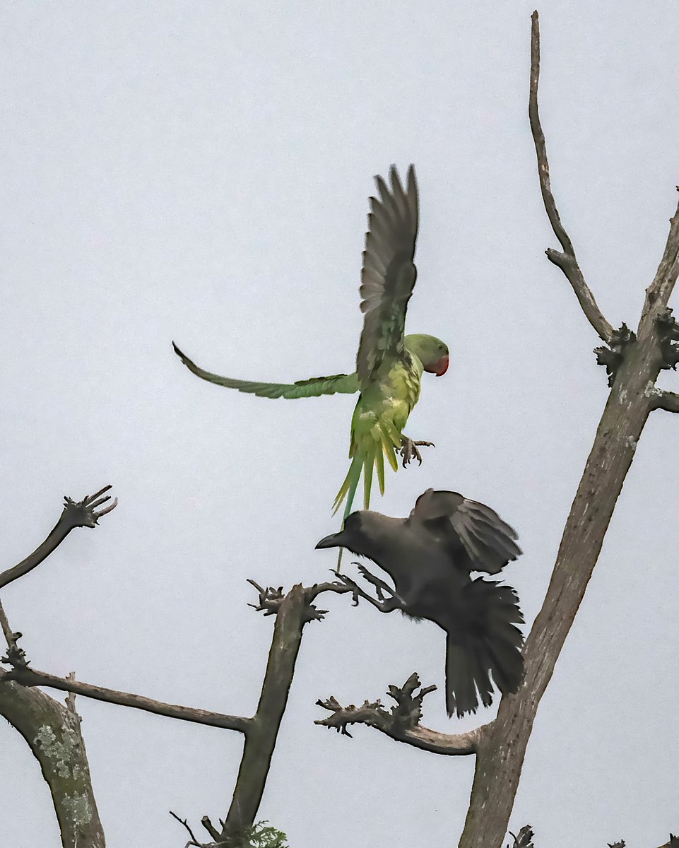 navsri6619's tweet photo. Birds of Indian Embassy (@IndiaInNepal ): Another parrot species that makes Indian Embassy its home is Alexandrine Parrot (कर्रा सुगा). They are larger than Rose Ringed Parakeet and have a distinctive purple patch on their wing shoulder. Here is one being mobbed by a Jungle Crow (कालो काग). The compound of @indiainnepal is host to many hundreds of crows who generally tend to mob other avian species for occupying a perch or at other times to force  predatory birds away
@birdsofnepal @nepaltourismb @MOFENepal @Team_eBird