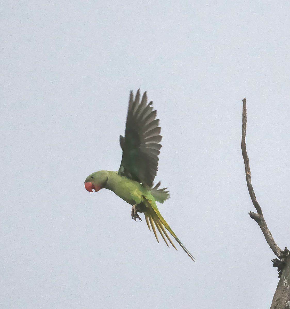 navsri6619's tweet photo. Birds of Indian Embassy (@IndiaInNepal ): Another parrot species that makes Indian Embassy its home is Alexandrine Parrot (कर्रा सुगा). They are larger than Rose Ringed Parakeet and have a distinctive purple patch on their wing shoulder. Here is one being mobbed by a Jungle Crow (कालो काग). The compound of @indiainnepal is host to many hundreds of crows who generally tend to mob other avian species for occupying a perch or at other times to force  predatory birds away
@birdsofnepal @nepaltourismb @MOFENepal @Team_eBird