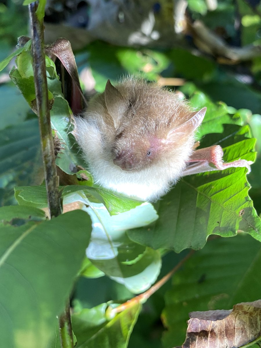 valentine_sine's tweet photo. コテングコウモリ
秋田県：絶滅危惧Ⅱ類

日中のイタドリ群生地内で休んでた眠そうな子。
鼻がやや突出しており絶妙に可愛くない顔してて可愛いですね。 https://t.co/q4I8pLJhrN