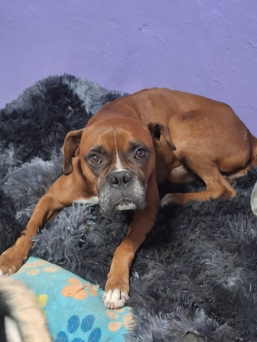 VIBRAmascotas's tweet photo. Max es súper bonito , es muy tierno ,tranquilo , amigable , se lleva bien con otros perros. 
Tiene 5 años aproximadamente, se.entrega vacunado , desparasitado y esterilizado.  
Wats 5548724347
#adopta #rt #comparte https://t.co/zfZtB52BD0