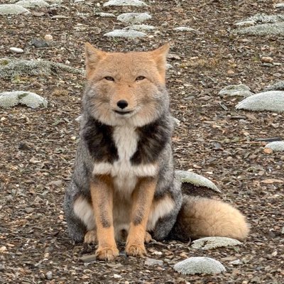 foxbincn's tweet photo. #NewProfilePic (新個人資料照片) https://t.co/312Iqc1HVE