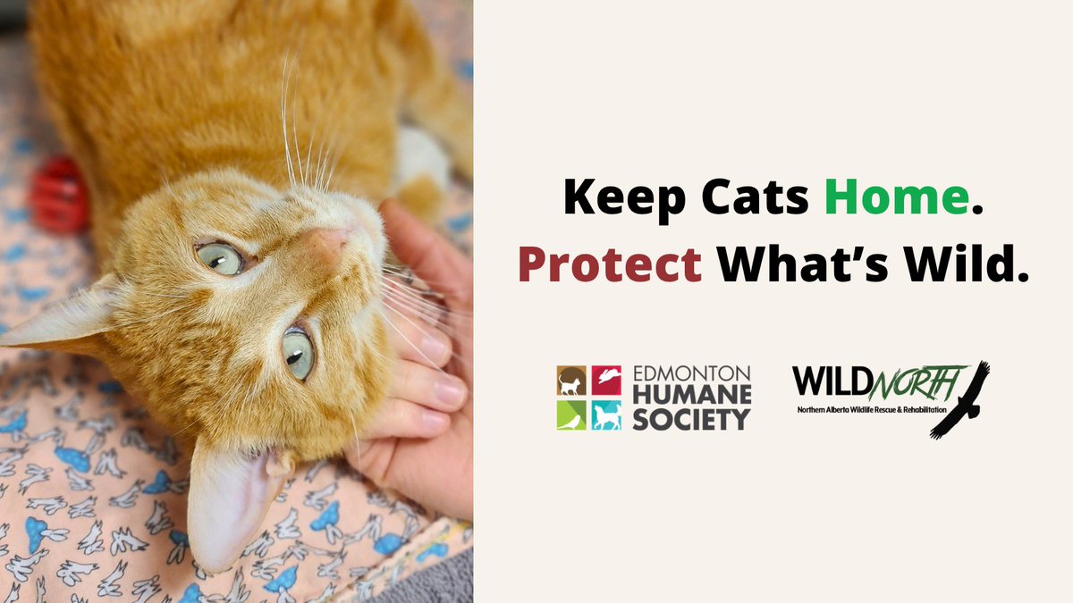 EdmontonHumane's tweet photo. Keep cats home. Protect what’s wild. 🐱🐦

We’ve teamed up with @wildnorthab to share practical ways to help your cat live a happy, healthy and enriched life at home — while helping protect local wildlife 💚

Explore the new resource: https://t.co/sjjM1iLMy9 https://t.co/BGIoKKy3pJ