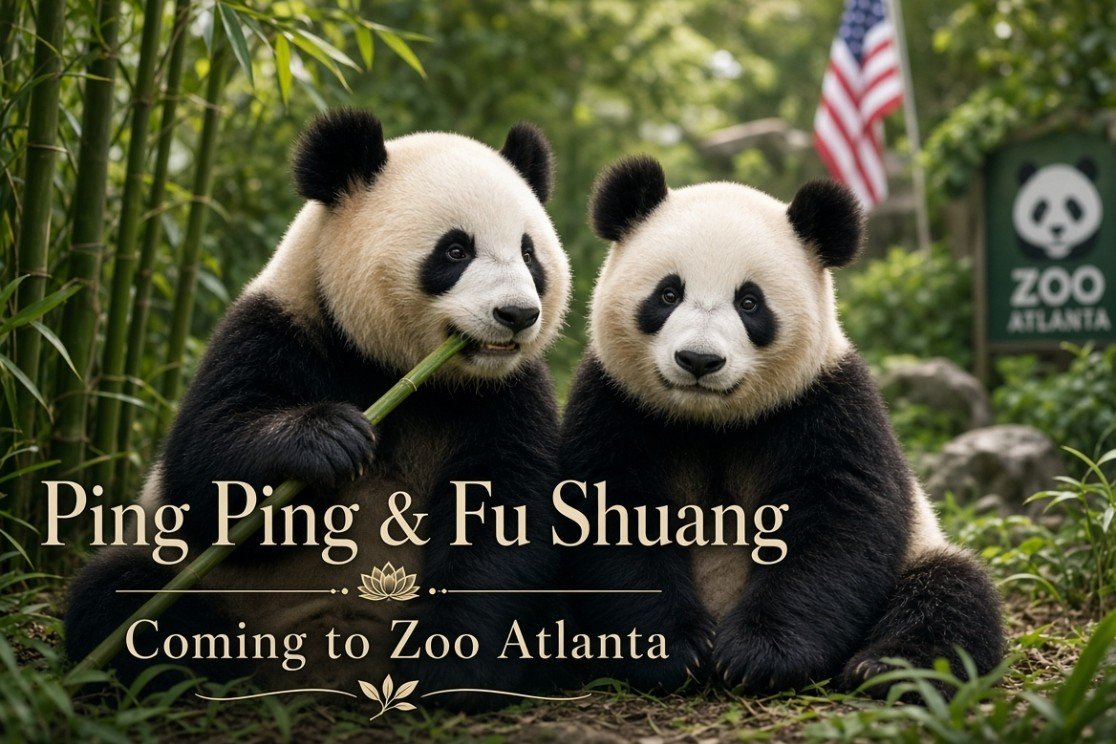 Z_ylog's tweet photo. Good news for panda fans!
During the White House welcoming ceremony, President Xi announced that in just a few days, giant pandas Ping Ping and Fu Shuang will settle at Zoo Atlanta and meet the American people.
This continues the long tradition of panda diplomacy between China and the U.S. Washington’s National Zoo already has Bao Li and Qing Bao, and now Atlanta is getting a new pair.
Giant pandas have long been envoys of friendship. From Ling-Ling and Hsing-Hsing in 1972 to this new generation, the “panda bond” that has spanned more than half a century is still going strong.
Looking forward to seeing them in Atlanta soon!
Would you rather visit the ones in Washington first, or wait for the new arrivals in Atlanta?