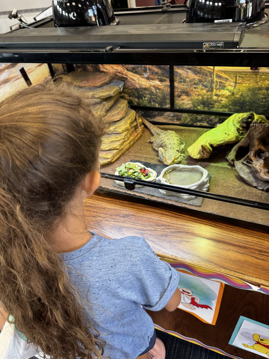 BayEaglesSoar's tweet photo. Ronan the bearded dragon from the LMC is visiting this week in the library. Stop by during Open House tonight 5-6 and say hi! https://t.co/OXqwO7XhsF
