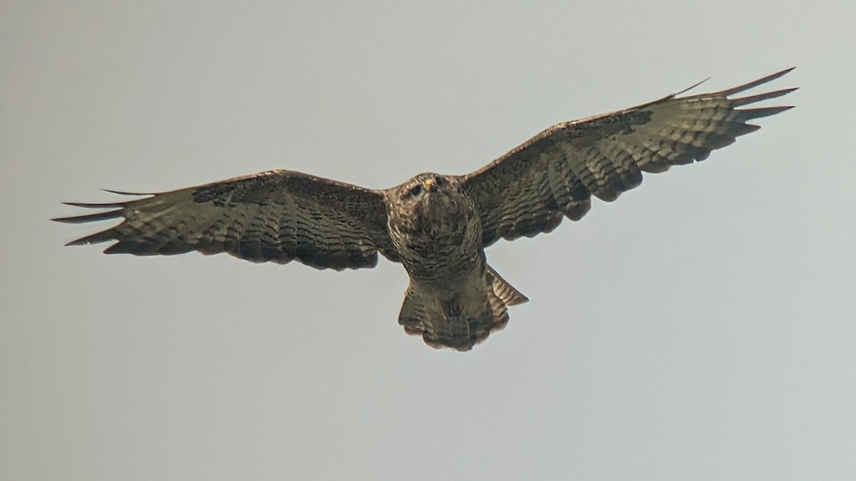 mothboy2's tweet photo. We've been out birding. #love https://t.co/5zpugkVnWC