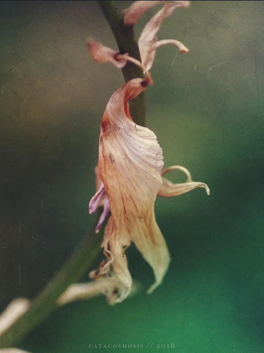 catacosmosis's tweet photo. #mextures #floral #decay #macro #texture https://t.co/Vzk7sF7XdI