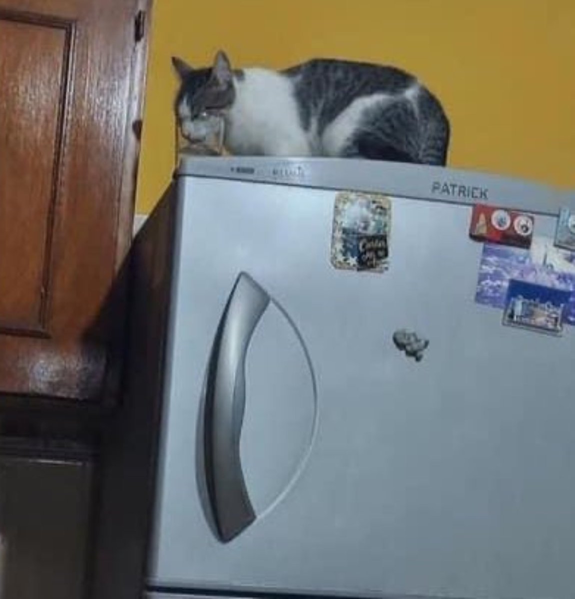 Animalesaprieto's tweet photo. Mi mamá puso un vaso de agua para los malos espíritus y decía que estaba funcionando, porque el agua bajaba todo el tiempo

Anoche me levanté a tomar agua y adivinen https://t.co/Xqf03HBEh0