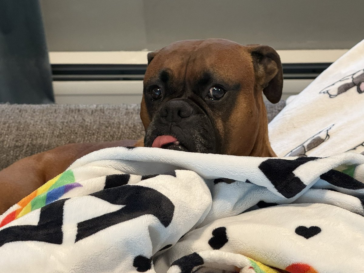 inntothenight's tweet photo. Zeus was snuggling into the clean blanket pile
#boxerpuppy #boxerdogs #boxerlife
#boxerlovers #boxersrock #boxersoftwitter #boxerdogsoftwitter #dogsoftwitter #dogsofx https://t.co/nXdpDmOmqM