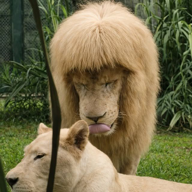 EnsedeCiencia's tweet photo. 🔴 | Un león blanco se viralizó por su insólita melena, que parece haber sido cortada en forma de flequillo. Se trata de A Hang, del Zoológico de Guangzhou, en China. 

El zoológico asegura que nadie le cortó el pelo y que su peculiar aspecto se formó de manera natural.🦁 https://t.co/2XcuQUcn4L