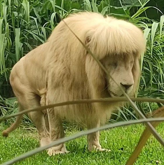 EnsedeCiencia's tweet photo. 🔴 | Un león blanco se viralizó por su insólita melena, que parece haber sido cortada en forma de flequillo. Se trata de A Hang, del Zoológico de Guangzhou, en China. 

El zoológico asegura que nadie le cortó el pelo y que su peculiar aspecto se formó de manera natural.🦁 https://t.co/2XcuQUcn4L