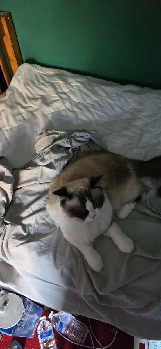 BlaiddVT's tweet photo. She refuses to let me put clean bedsheets on the bed. Help. https://t.co/lJWO7fS6j3