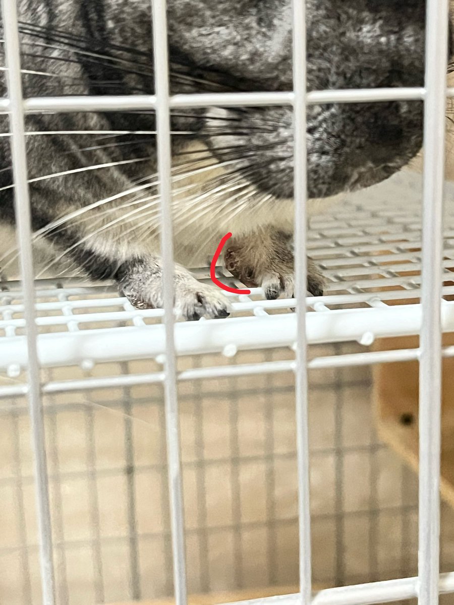ru_ppmf's tweet photo. 3週間程前からチラちゃんのおててが腫れてて心配。
2回通院してお薬は飲ませましたが、改善されず😢
触診では骨折ではないだろうという見解ですが、詳しく検査しないと、断定はできないとのこと。
レントゲンや超音波検査はかなり負担がかかるので、様子見ていますが、検査するか迷い中…。 https://t.co/3u2n85gwgm