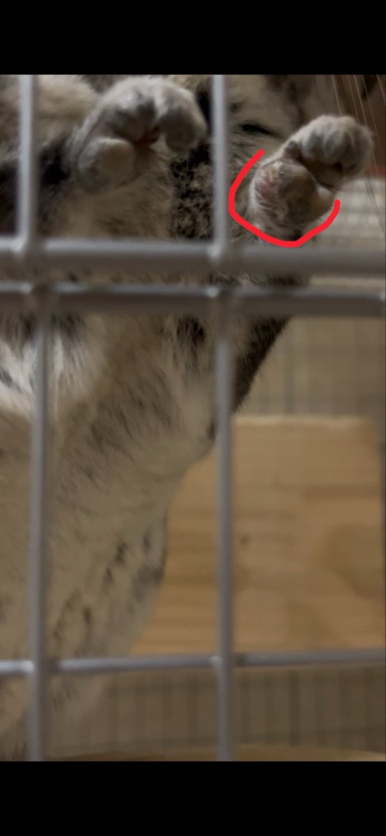 ru_ppmf's tweet photo. 3週間程前からチラちゃんのおててが腫れてて心配。
2回通院してお薬は飲ませましたが、改善されず😢
触診では骨折ではないだろうという見解ですが、詳しく検査しないと、断定はできないとのこと。
レントゲンや超音波検査はかなり負担がかかるので、様子見ていますが、検査するか迷い中…。 https://t.co/3u2n85gwgm