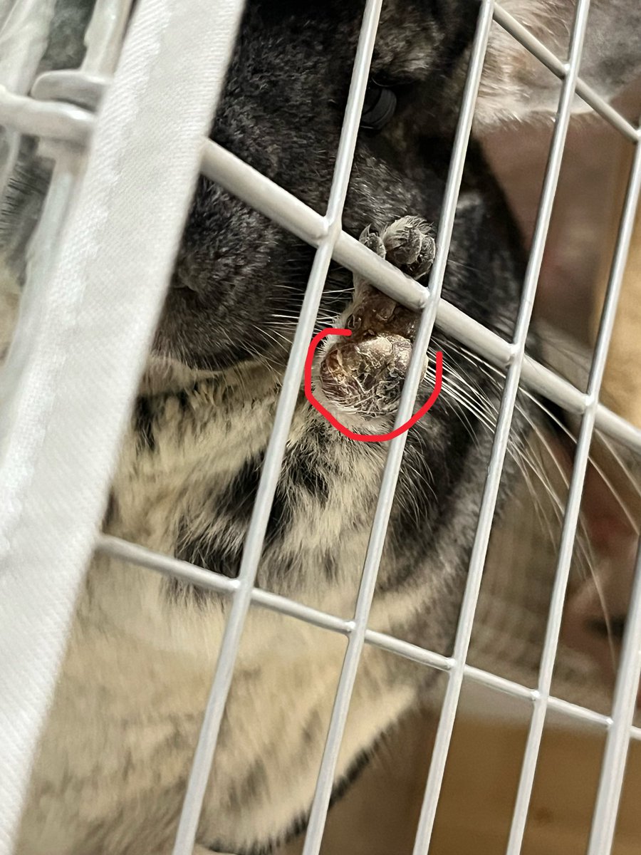 ru_ppmf's tweet photo. 3週間程前からチラちゃんのおててが腫れてて心配。
2回通院してお薬は飲ませましたが、改善されず😢
触診では骨折ではないだろうという見解ですが、詳しく検査しないと、断定はできないとのこと。
レントゲンや超音波検査はかなり負担がかかるので、様子見ていますが、検査するか迷い中…。 https://t.co/3u2n85gwgm