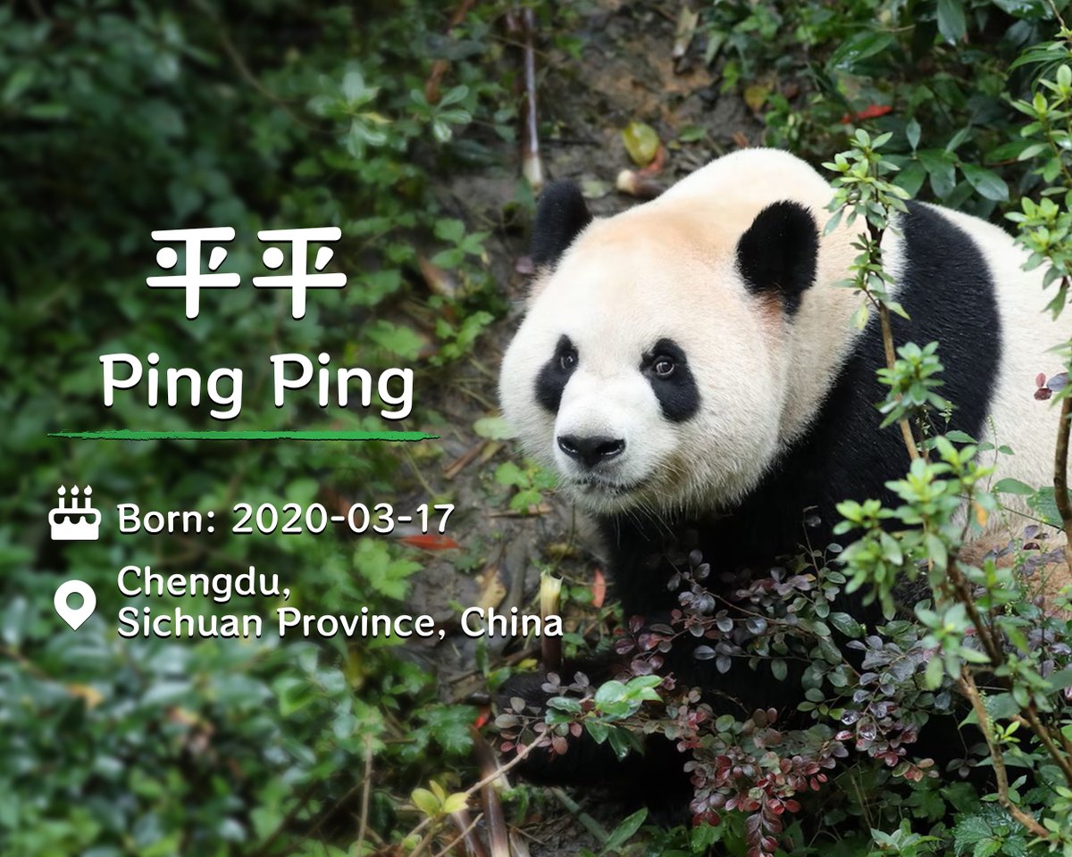 SpoxCHN_MaoNing's tweet photo. President Xi announced that the giant pandas, Ping Ping and Fu Shuang, will come to their new home in Zoo Atlanta. https://t.co/8AZB8zm1bV