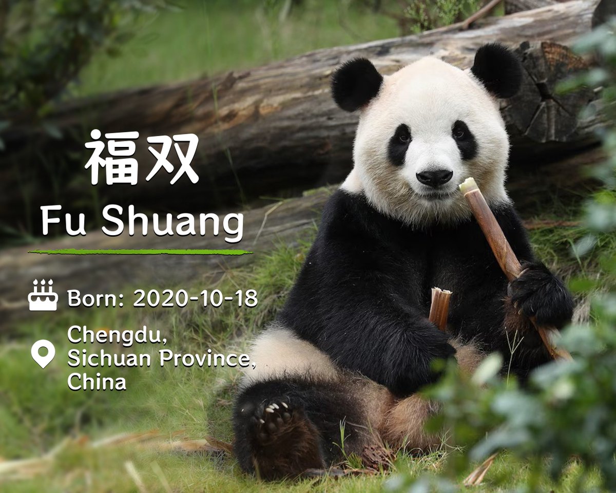 SpoxCHN_MaoNing's tweet photo. President Xi announced that the giant pandas, Ping Ping and Fu Shuang, will come to their new home in Zoo Atlanta. https://t.co/8AZB8zm1bV