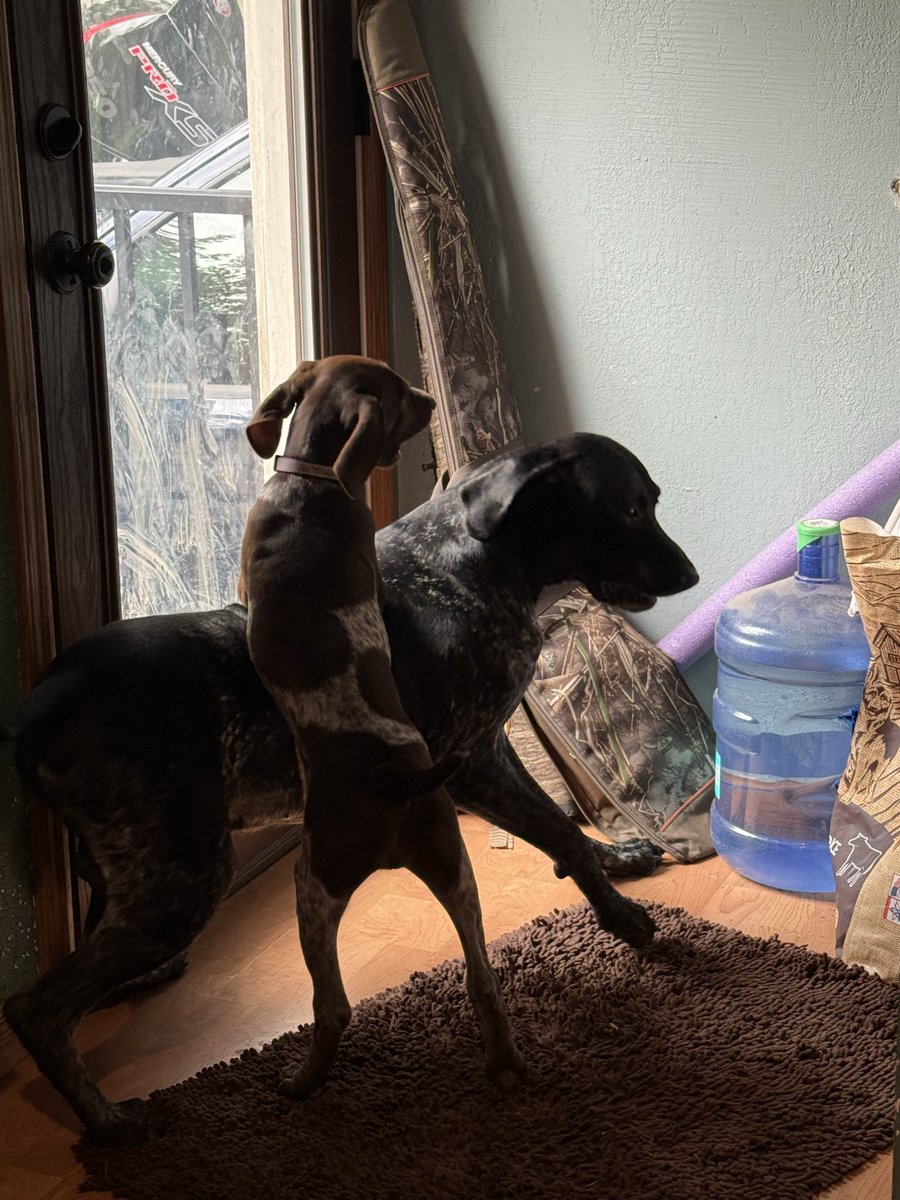 pickleaddict3's tweet photo. Guys look at my dogs
That’s all have a great day chat https://t.co/M8i4hg8RLx