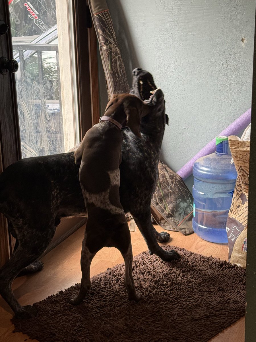 pickleaddict3's tweet photo. Guys look at my dogs
That’s all have a great day chat https://t.co/M8i4hg8RLx