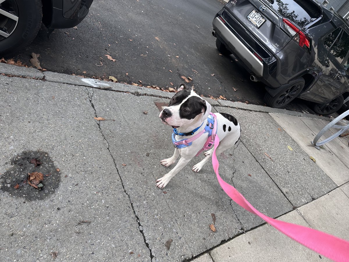 PoundHoundsResQ's tweet photo. Let us introduce Nala.

Her owners moved out of state and left her behind.  We can't imagine leaving a family member behind and you moving on.  She obviously wasn't important enough.

So this 11 month old girl was brought to the NYCACC.  She was so nervous and we can just try to put ourselves in her place being so scared and not focusing on anything in particular but just wished we were in our old life again.

It was reported to be affectionate in the home as well as destructive.  We have our own thoughts about that.  But let's move on.   What stood out besides her being so sweet were her markings.  That being opposite of a Panda.

A fantastic woman saw right through all nervousness and stepped up to save her life.

She didn't go far. She's a Brooklyn girl getting used to the new foster home.

Welcome to Pound Hounds ResQ Nala.