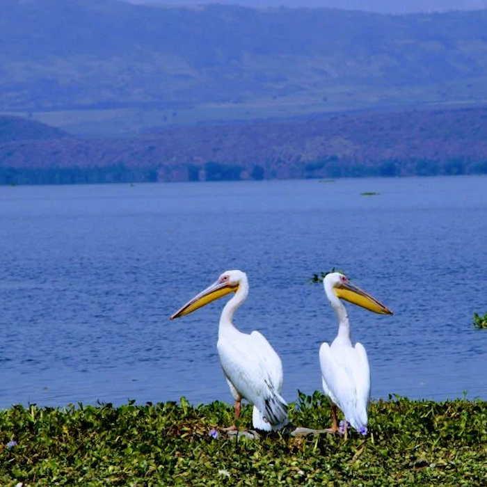 AMAZlNGNATURE's tweet photo. Rising Lake Levels Are Changing Life on Crescent Island

Rising water levels in Kenya's Lake Naivasha have isolated much of the wildlife on Crescent Island since 2020, putting increasing pressure on the island's vegetation and ecosystem https://t.co/ouhnloxDnq